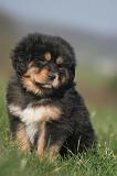 DOGUE DU TIBET 569